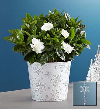 Hanukkah Flowers Gifts Hanukkah Floral Arrangements 1800flowers